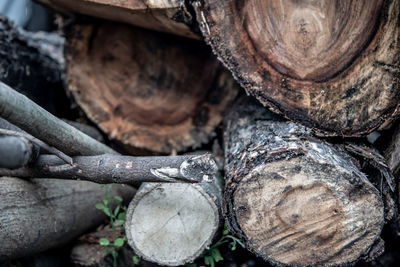 Close-up of logs in forest