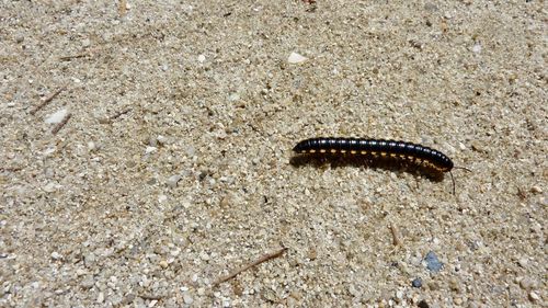 High angle view of caterpillar on sand