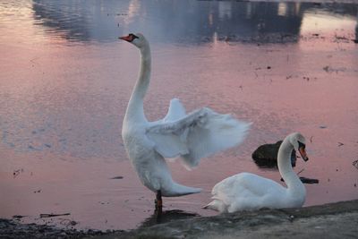 Swans on beach