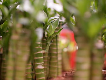 Close-up of plant growing on field