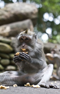 Monkey eating fruit while sitting on footpath