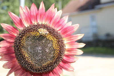 Close-up of pink flower