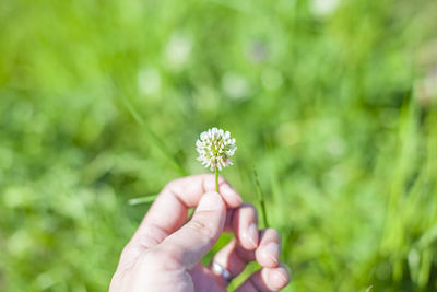 Close-up of hand holding flowering plant