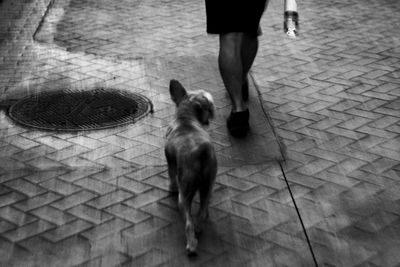 Low section of dog walking on footpath