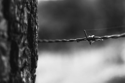 Close-up of barbed wire