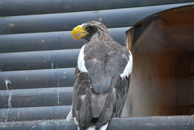 Close-up of a bird