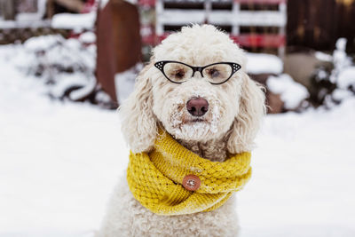 Portrait of poodle in eyeglasses on snowy field