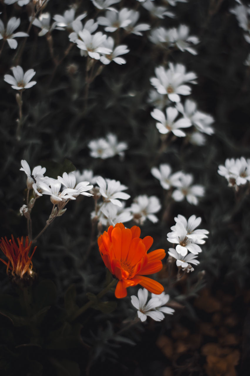 HIGH ANGLE VIEW OF WHITE FLOWERING PLANT