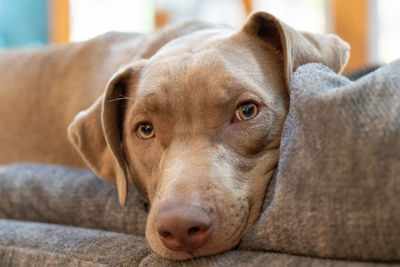 Close-up portrait of dog resting