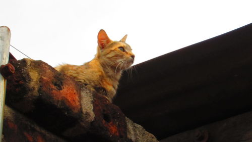 Low angle view of cat sitting against sky