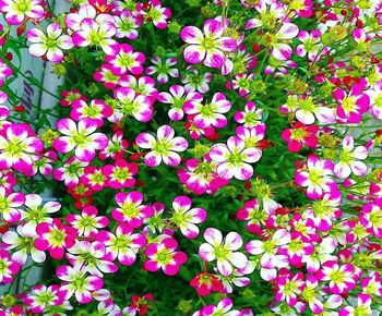 Full frame shot of pink flowering plants