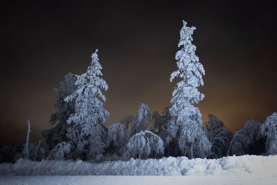 Snow covered trees against sky at night