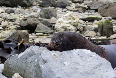 Fur seal laying head on rock