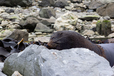 View of crab on rock at beach