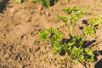 High angle view of plant growing on field