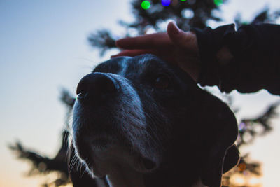 Close-up portrait of dog against sky