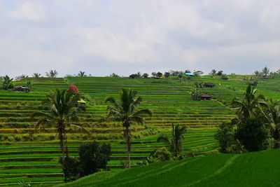 Rice terrace