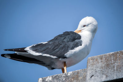 Low angle view of seagull perching against clear blue sky