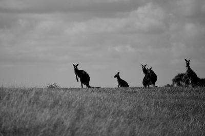 Kangaroos on grass against sky