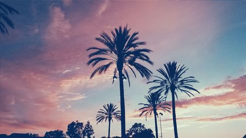 Low angle view of palm trees against cloudy sky