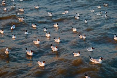 High angle view of seagulls in lake