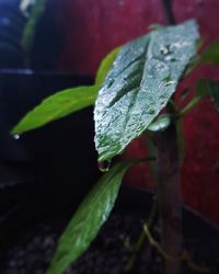 Close-up of wet plant