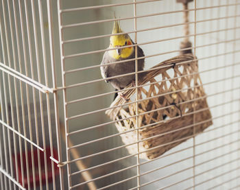 Close-up of bird perching in cage