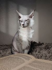 Close-up of cat sitting on bed at home