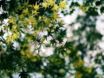 Close-up of flower tree