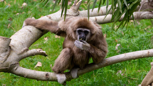 Monkey sitting in a forest