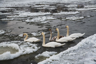 Swan floating on lake during winter