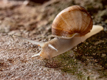 Close-up of snail on land