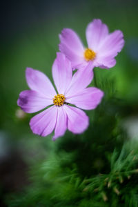 Close-up of pink cosmos flower