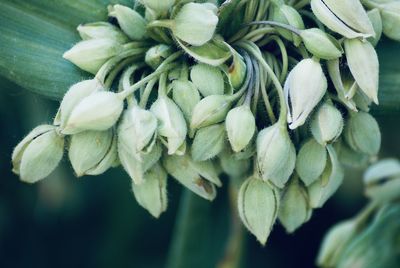 Close-up of plant