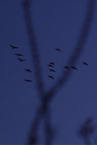 Flock of birds flying against sky