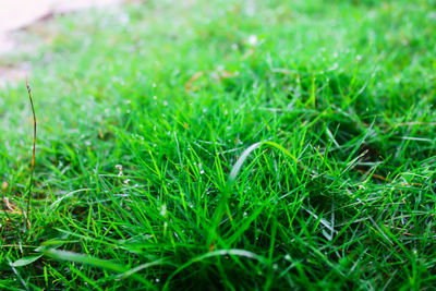 Close-up of grass growing in field