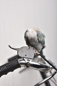 Close-up of bird perching on metal against white background