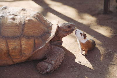 Close-up of a turtle