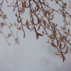 Close-up of leaves