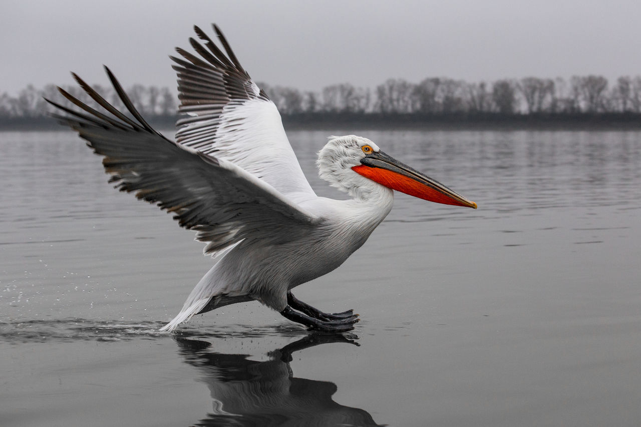 VIEW OF A BIRD FLYING OVER LAKE