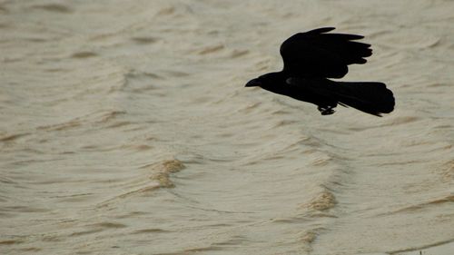Bird flying over sea