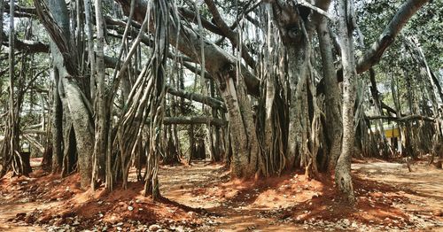 Trees growing on field in forest