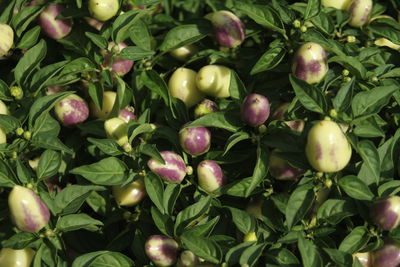 Close-up of fruits