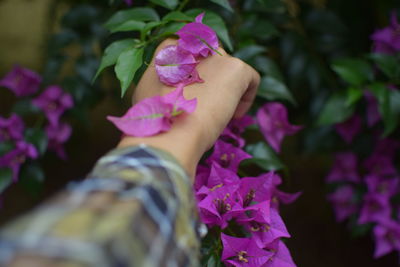 Close-up of hand holding pink flowering plant