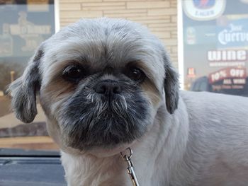 Close-up portrait of dog