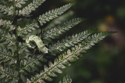 Full frame shot of plants during winter