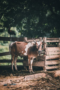 Horse standing in ranch