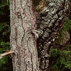 Close-up of lichen on tree trunk
