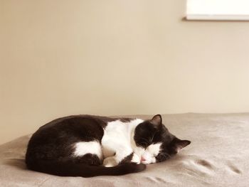 Cat sleeping on bed at home