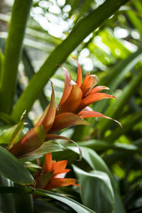 Close-up of orange flowering plant